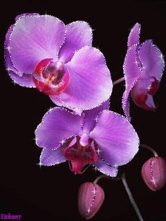 purpleorch