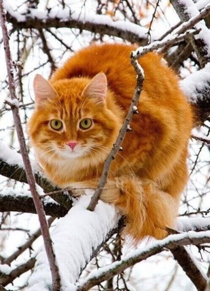 Зимний Кот