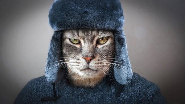 kot-rendering-art-fotoart-shapka-ushanka-fotoshop-vzgliad-sv