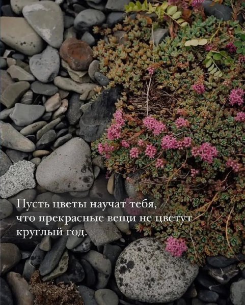 Пусть цветы научат тебя, что прекрасные вещи не цветут.....