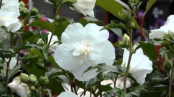 Гибискус Вайт Шифон (White Chiffon)