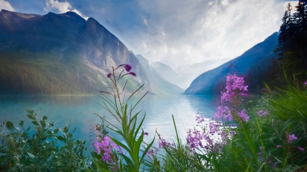 Wildflowers Premium 11