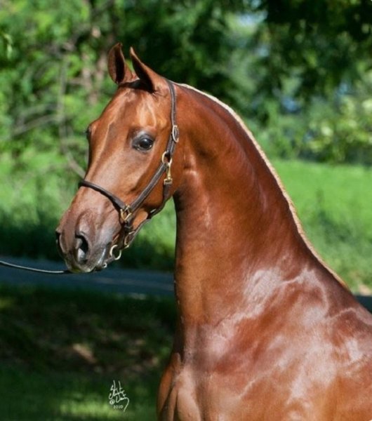 Американская верховая лошадь (10)