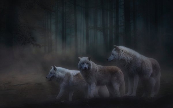 Les-volki-trio-belye-poliarnye-volk-derevia-polumrak-sumerki