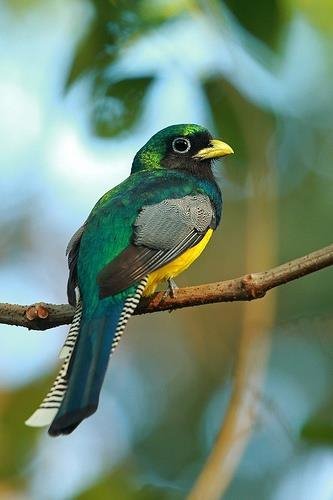 Фиолетовый трогон (Trogon violaceus)