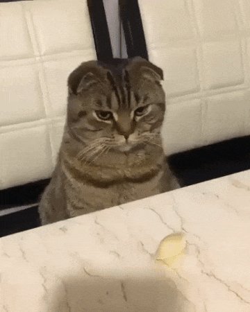 Котэ-и пельмень