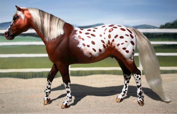Лошадь Аппалуза 2