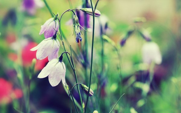 file_81129008