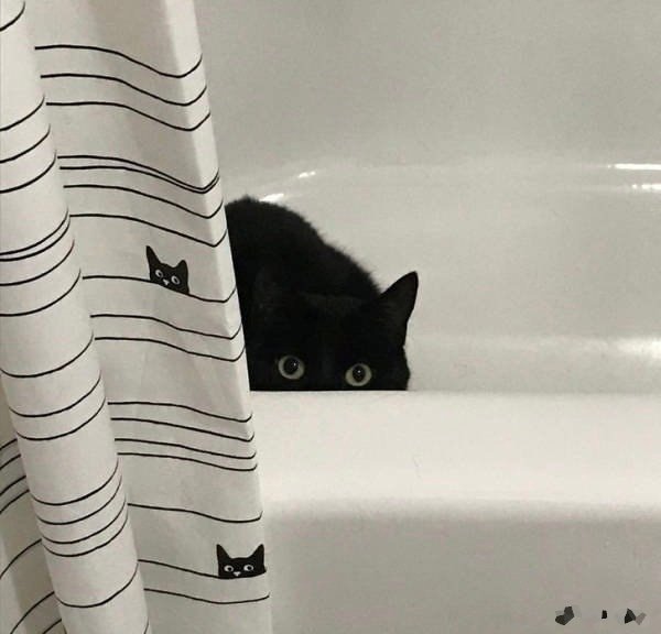 Cat 56
