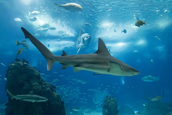 Underwater world Sharks 528502 600x400