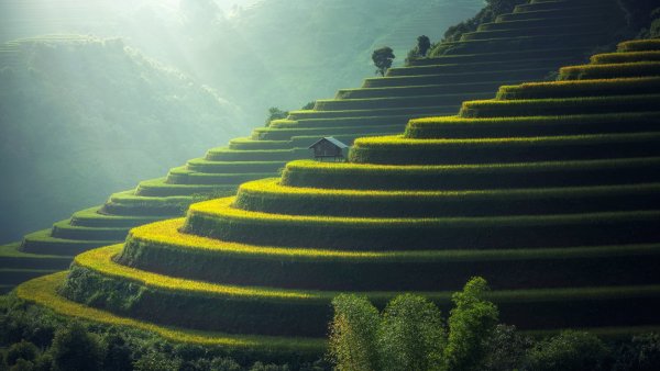 Vladtech plantatsiia ris selskoe hoziajstvo 1920x1080