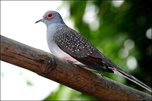 Алмазная горлица