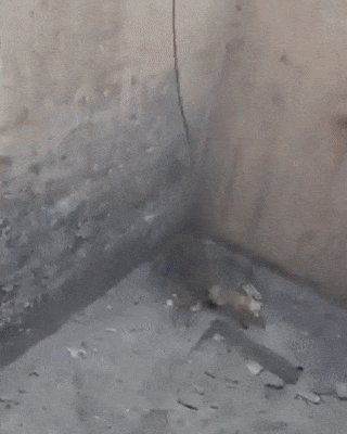 Умная лися)