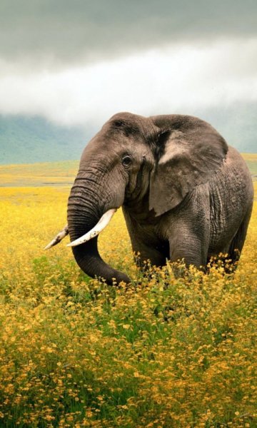 wallpaper 480x800 12 95