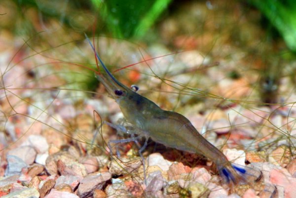 Креветка Голубоногая пчёлка