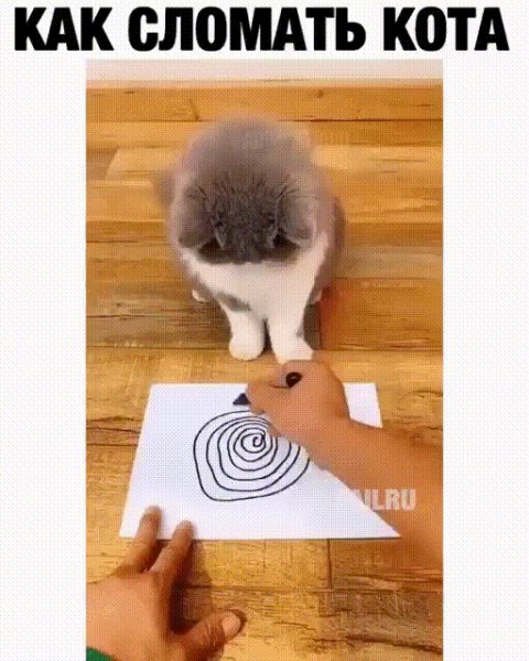 Как сломать кота)