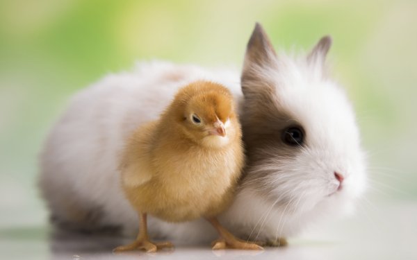 Chicks and Bunnies 9
