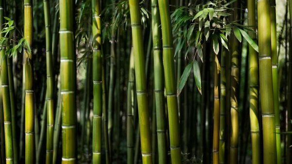 World of Bamboo Premium 3