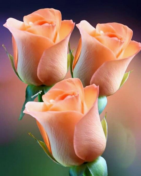 FB IMG 16260078897685996-