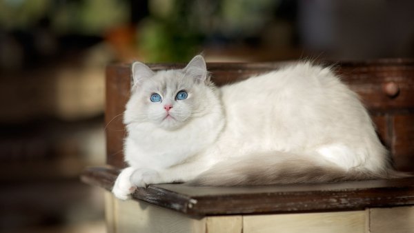 Котэ обои ПК