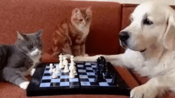 Игра в шахматы