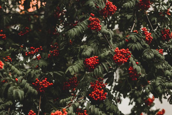 Riabina-krasnaia-iagody-listia-vetki-plody-osen-temnyi-fon-3