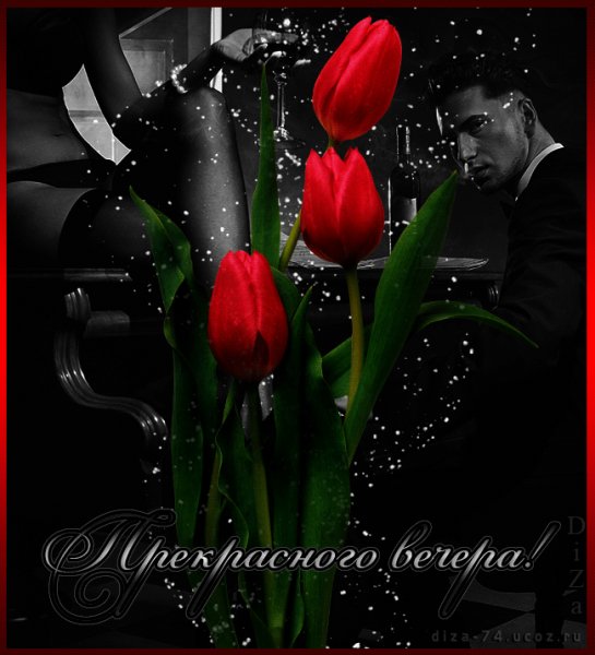 Вечер.Тюльпаны