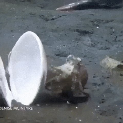 gifs 08