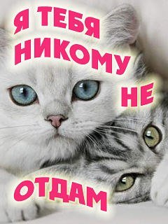 YA ne komu tebya ne otdam