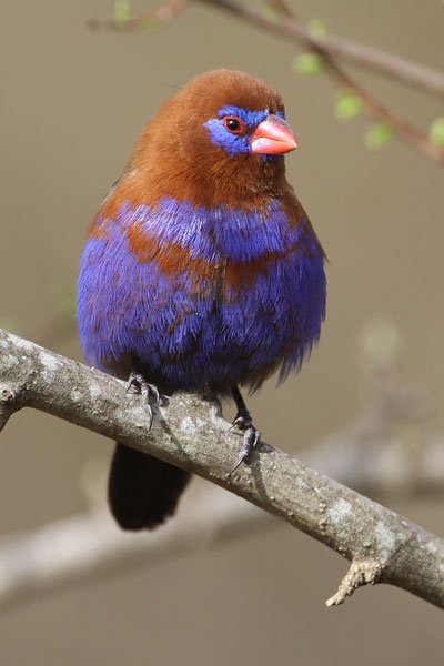 Фиалковый астрильд