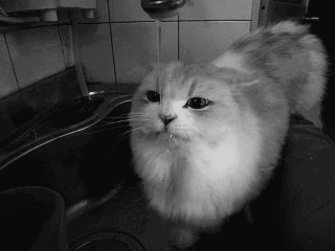 gif5353