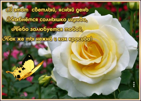 Otkrytka-s-rozoy-so-stikhami-3241