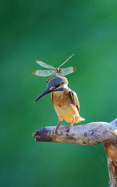 9a509359b5dd1df02f1d149aacccfa32