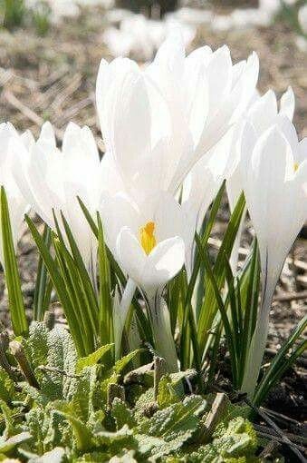 IMG-60f97eef6b86f18abd4efeaaef0aadba-V