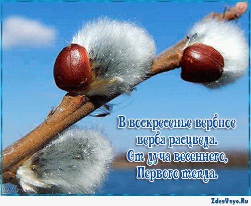 ВЕРБА..