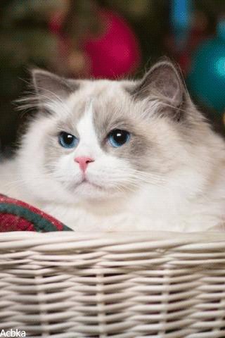 file_78657280