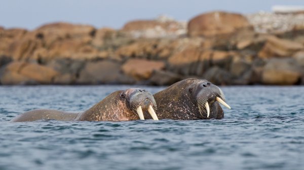 WalrusSvalbard ROW2067563033 UHD