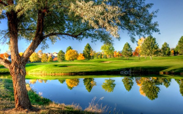 Дерево у пруда