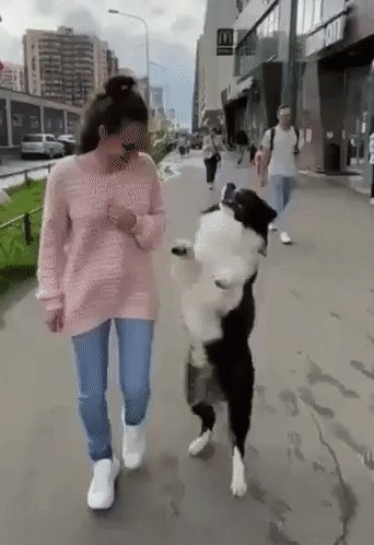 Я с собачкой гуляю