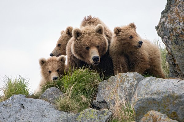 Bear animals cubs wildlife