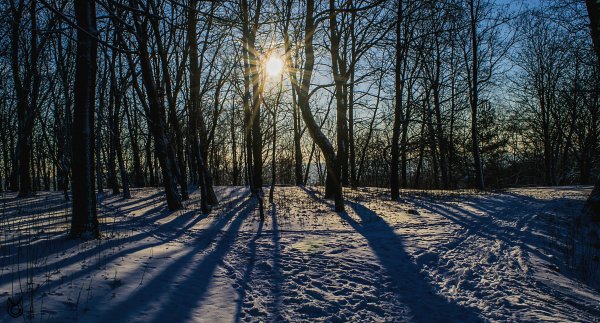 les-zima-derevia-priroda-sneg