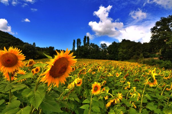 Nature-sunflowers-field-6457