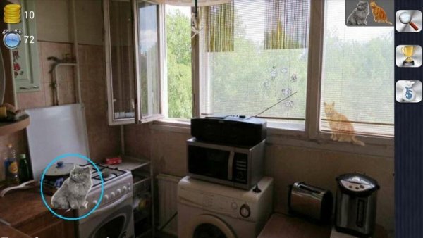 Найди котов Hd