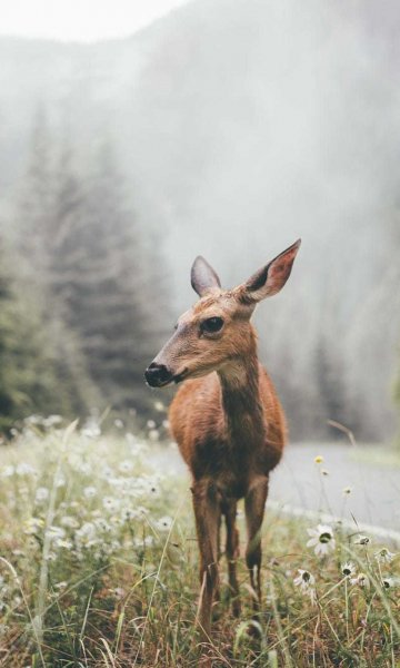 wallpaper 768x1280 12 19