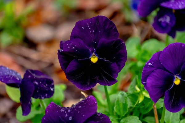 Tsvety-vesna-leto-fioletovye-aniutiny-glazki-fioletovye-tsve