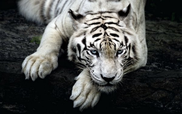 white tiger 3