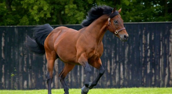 Хакнэ лошадь