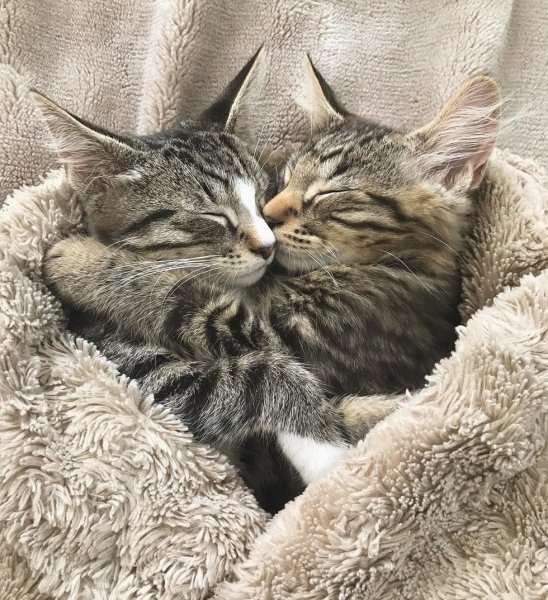 Весна, любовь..