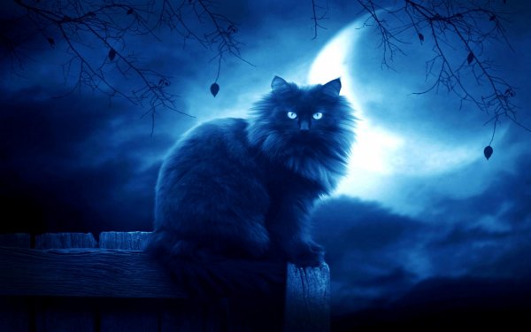 Wallpapers 6344