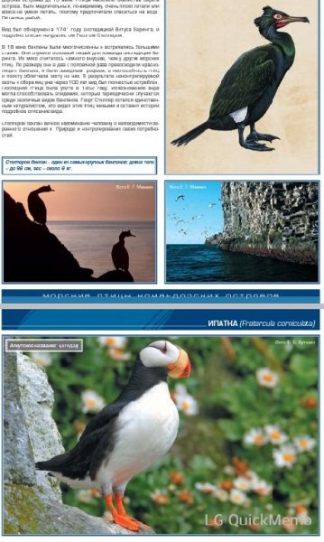 Морские птицы командорских oстровов 2013